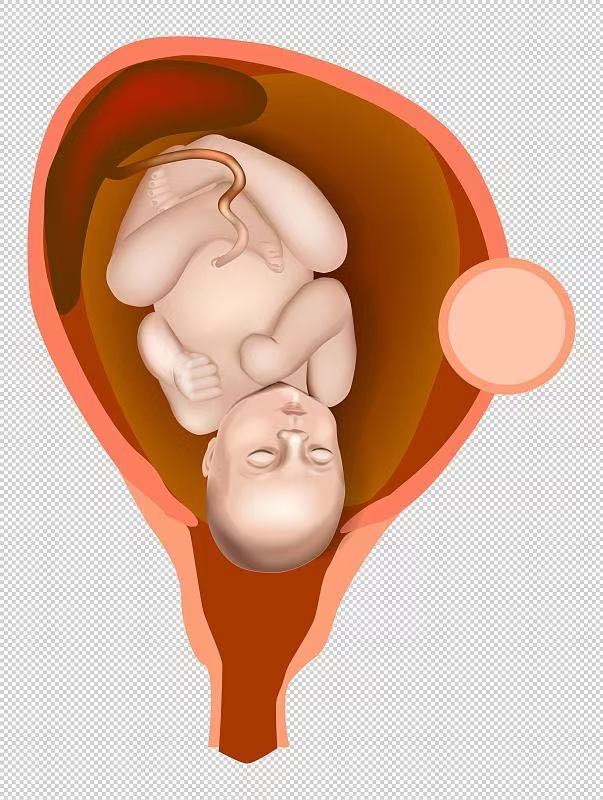 胚胎里的宝宝都在干嘛？