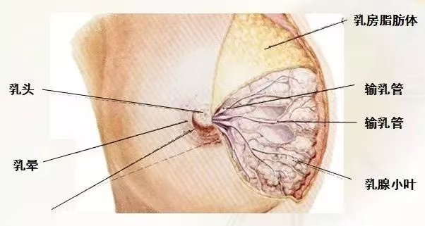 为什么会出现乳汁瘀积？